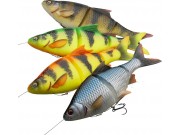 Plotice 4D Line Thru Roach