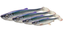 Rippery 3D Herring Shad V2