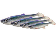 Rippery 3D Herring Shad V2